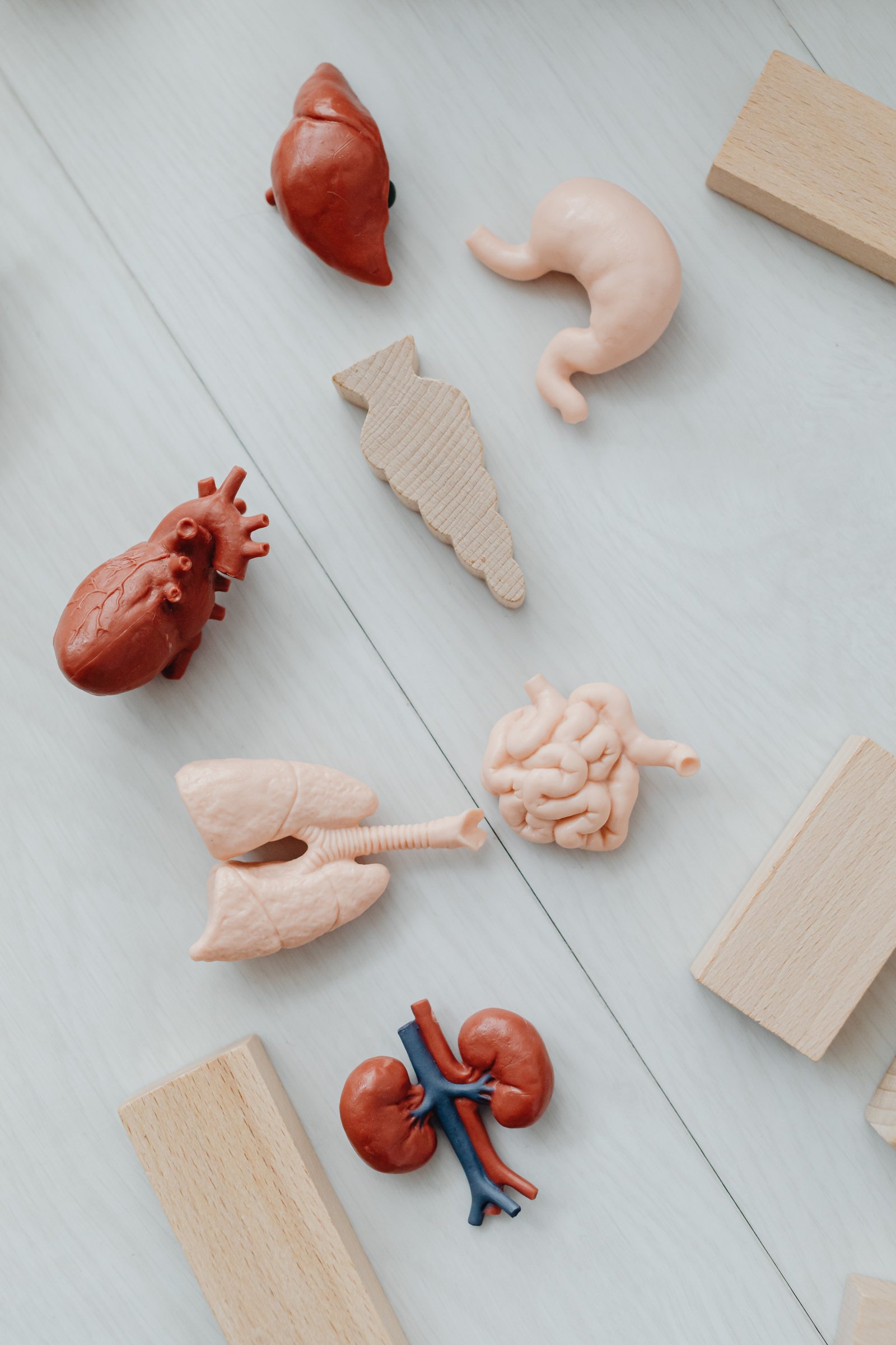 Understanding the Complexities of Organ Chronic Rejection